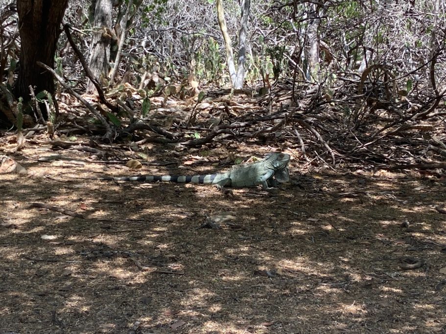 Een groene leguaan ontspant tussen takken en bladeren op de grond.