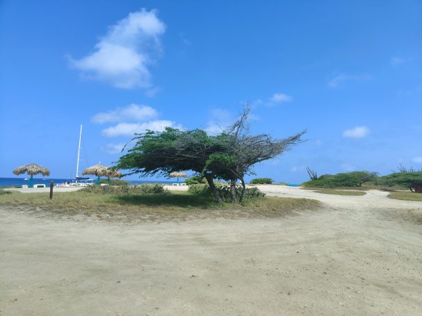 Een zonnig strand met palmbomen en een helderblauwe lucht.