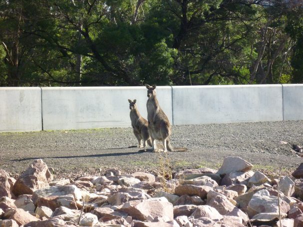 Twee kangaroes staan rechtop naast elkaar, met een groene achtergrond van bomen.