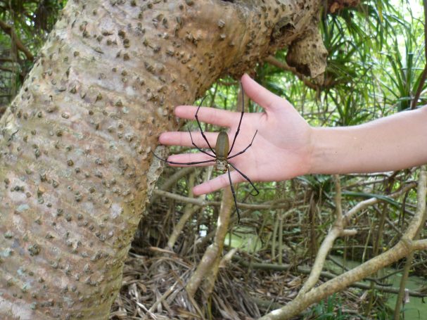 Grote spin op een hand, met een boom en ondergroei op de achtergrond.