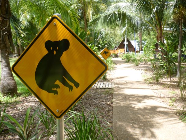 Waarschuwingsbord voor koala's langs een looproute in een tropische omgeving.