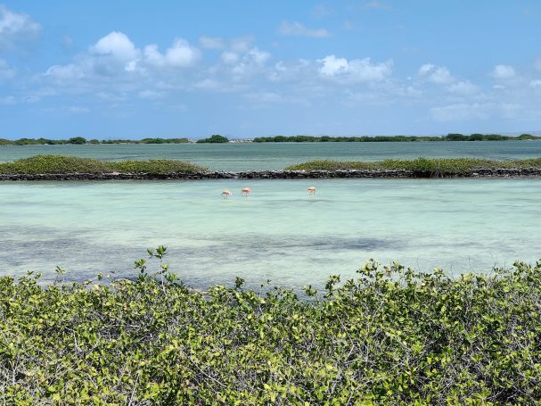 Groene mangroves omringen helder turquoise water met roze flamingo's op de achtergrond.