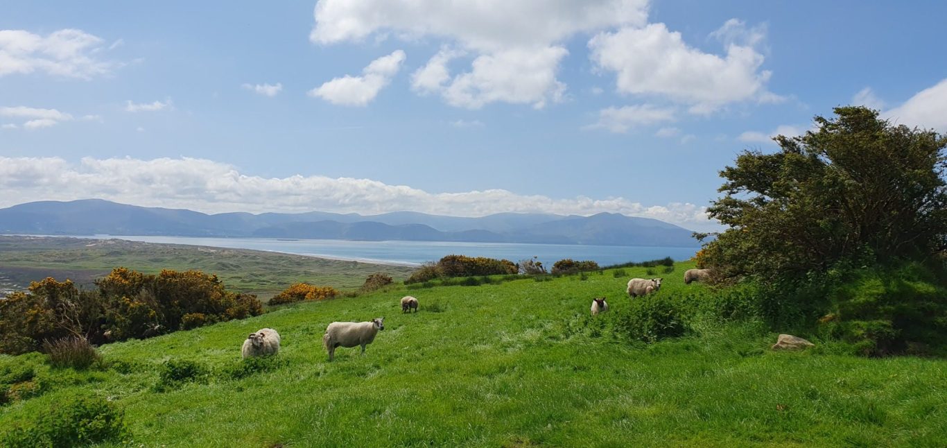 Uitzicht op een groene heuvel met bloemen, zee en schapen