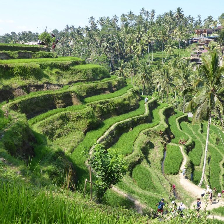 Groene rijstterrassen met uitstekende lijnen en palmbomen in Bali, Indonesië.